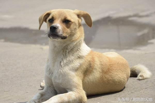 还在为您的狗狗不听话烦恼吗,训犬方法大全来了,还不快试试