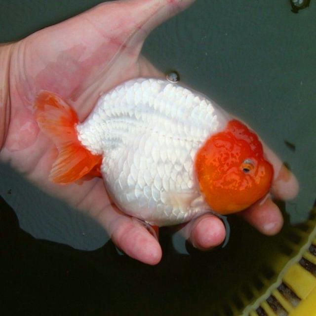 һ������С���㣬�������޹�����ˮ�ݵ�СԲ�����ã�