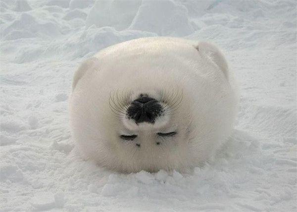 Ӫ˵ħֵеŲ