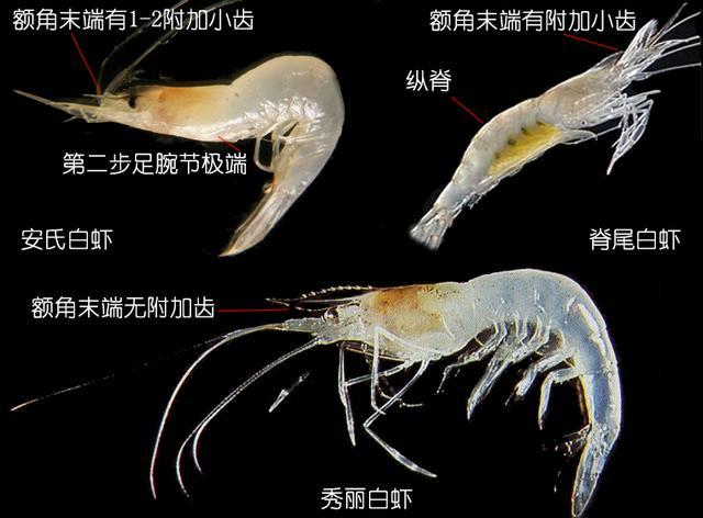 如何鉴别对虾,罗氏虾,北极甜虾…一文解决"虾"认识