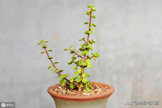 ������ȫ45�����ղ�������ʲô���������ã��͸�������������