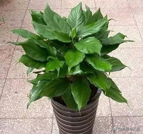 ������ȫ45�����ղ�������ʲô���������ã��͸�������������