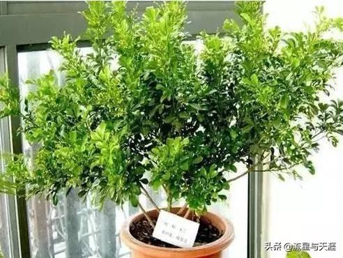 ������ȫ45�����ղ�������ʲô���������ã��͸�������������