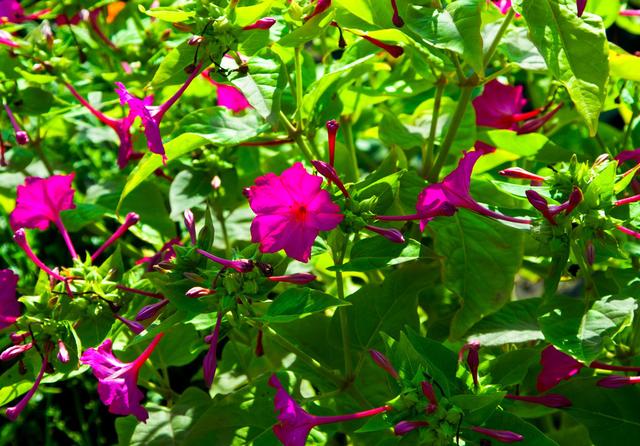 100种公园小区常见绿化植物