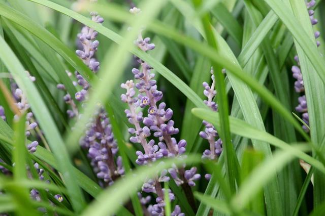 100种公园小区常见绿化植物