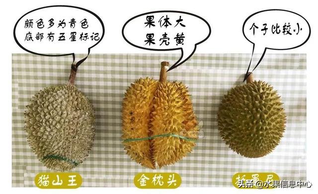 �ײ�ʱ�����ŵ����������������������ᣬèɽ��