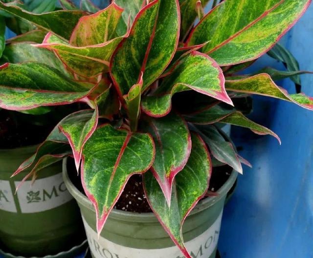 ���������ˣ�20������������һ�۾�ϲ����