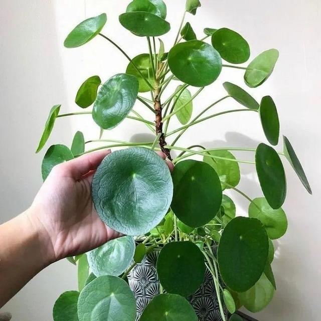 ���������ˣ�20������������һ�۾�ϲ����