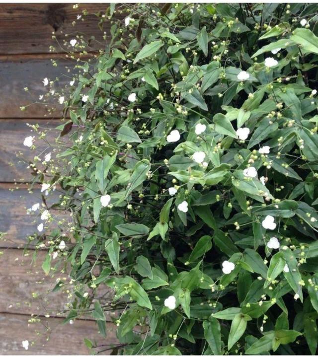 ���������ˣ�20������������һ�۾�ϲ����