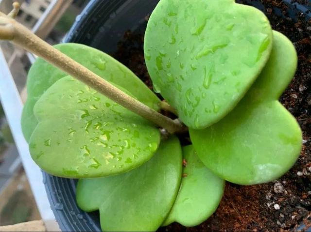 ���������ˣ�20������������һ�۾�ϲ����