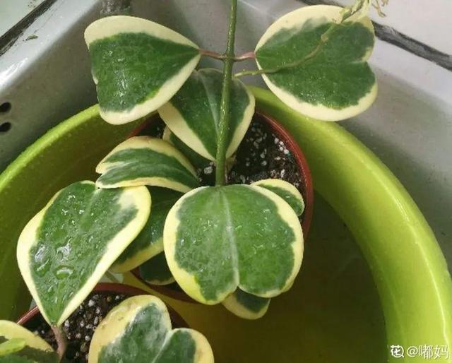 ���������ˣ�20������������һ�۾�ϲ����