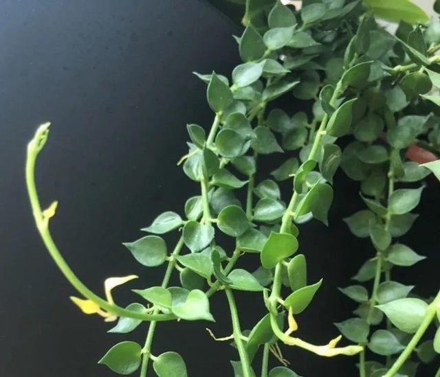 ���������ˣ�20������������һ�۾�ϲ����