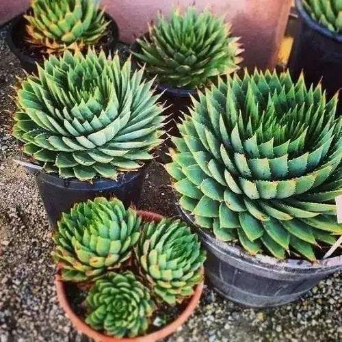 ���������ˣ�20������������һ�۾�ϲ����