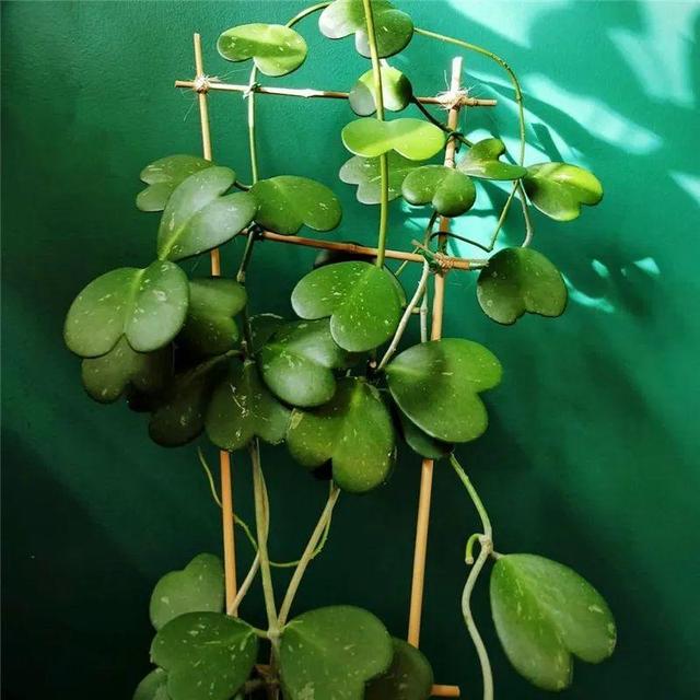 ���������ˣ�20������������һ�۾�ϲ����