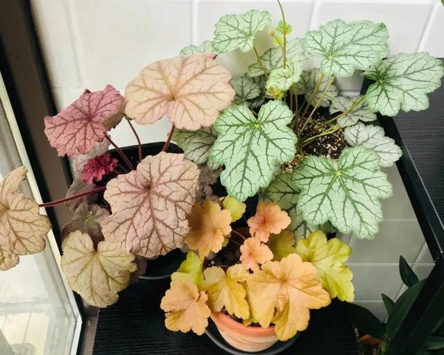 ���������ˣ�20������������һ�۾�ϲ����