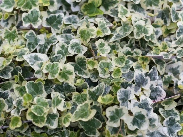 ���������ˣ�20������������һ�۾�ϲ����