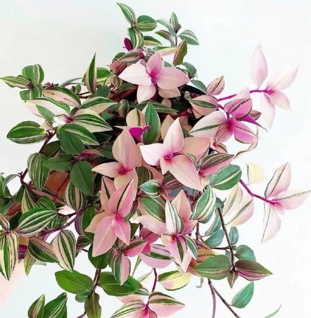 ���������ˣ�20������������һ�۾�ϲ����