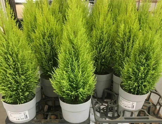 ���������ˣ�20������������һ�۾�ϲ����