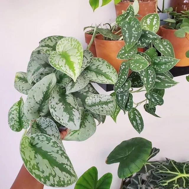 ���������ˣ�20������������һ�۾�ϲ����