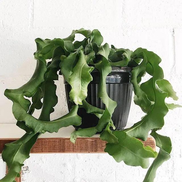 ���������ˣ�20������������һ�۾�ϲ����