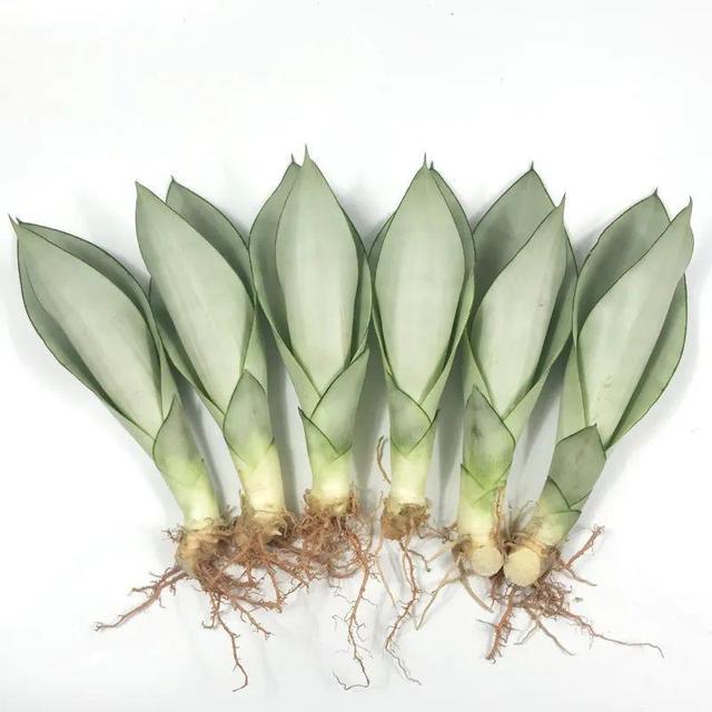 ���������ˣ�20������������һ�۾�ϲ����