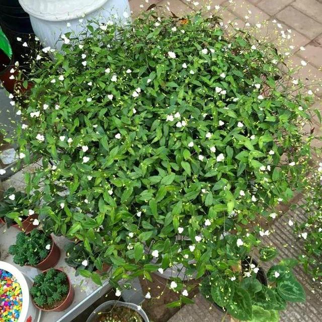 ���������ˣ�20������������һ�۾�ϲ����