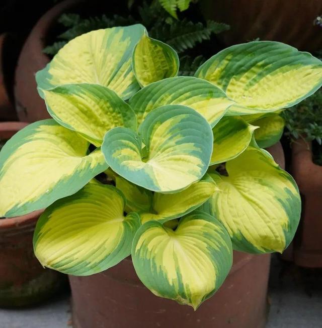 ���������ˣ�20������������һ�۾�ϲ����