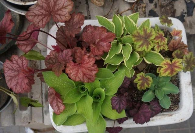 ���������ˣ�20������������һ�۾�ϲ����