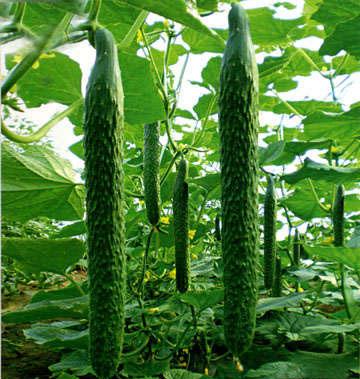 ����������,�ǳ�ʵ��