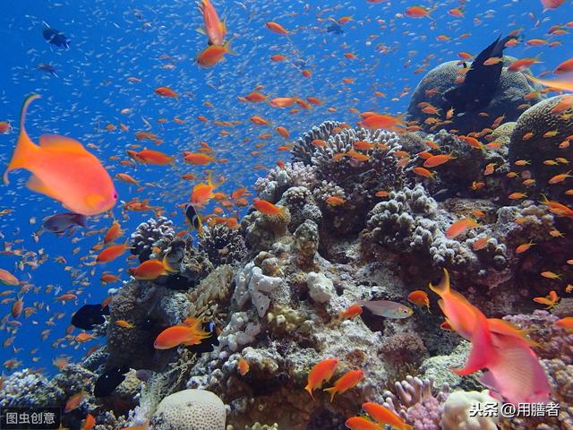 ����Ϊ���㣬���ֹ��ϵ�ʳ��ӹ������������˶�����ʳ�Ļ�