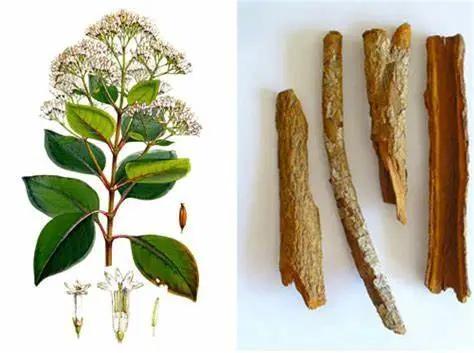 ����Ϊʲô������ˮ�����ڶ�����̼�еĿ�ѧʷ