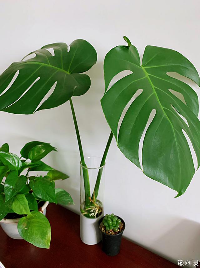 5�������Ĵ���ֲ���������ȴ��ȼٷ磬���ʺϰڿ���