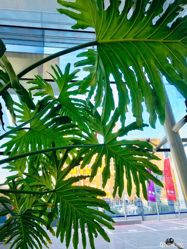 5�������Ĵ���ֲ���������ȴ��ȼٷ磬���ʺϰڿ���