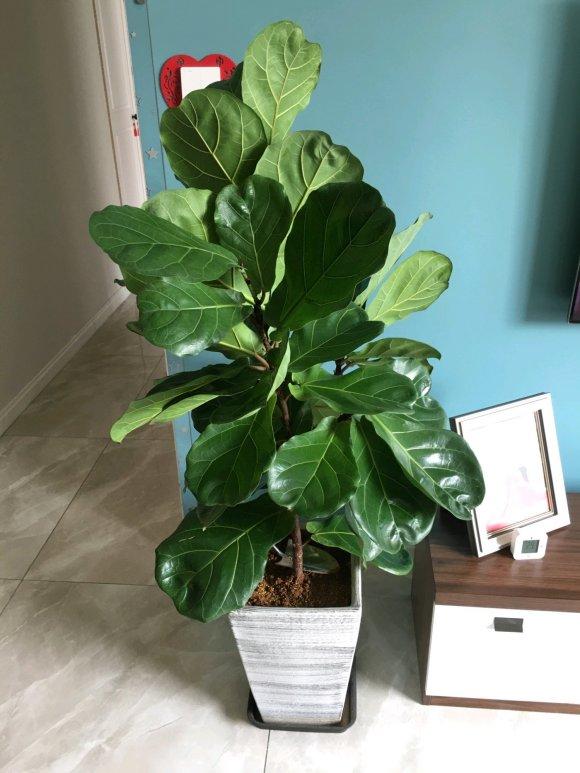 5�������Ĵ���ֲ���������ȴ��ȼٷ磬���ʺϰڿ���