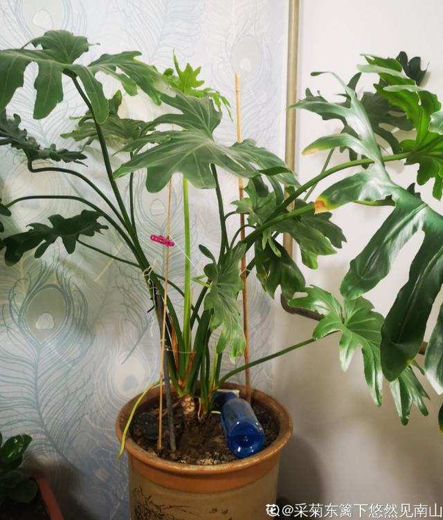 5�������Ĵ���ֲ���������ȴ��ȼٷ磬���ʺϰڿ���