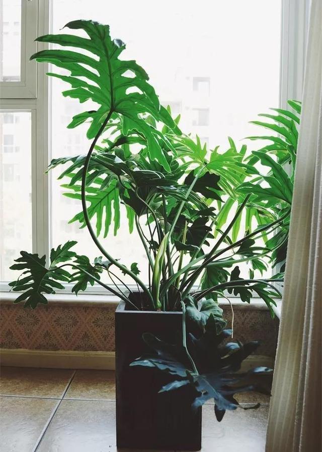 5�������Ĵ���ֲ���������ȴ��ȼٷ磬���ʺϰڿ���