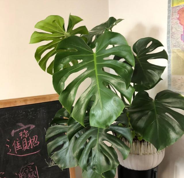 5�������Ĵ���ֲ���������ȴ��ȼٷ磬���ʺϰڿ���