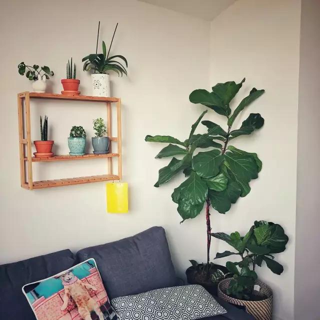 5�������Ĵ���ֲ���������ȴ��ȼٷ磬���ʺϰڿ���