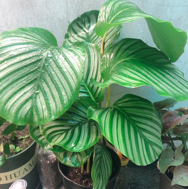 5�������Ĵ���ֲ���������ȴ��ȼٷ磬���ʺϰڿ���