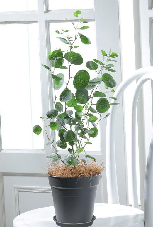 5�������Ĵ���ֲ���������ȴ��ȼٷ磬���ʺϰڿ���