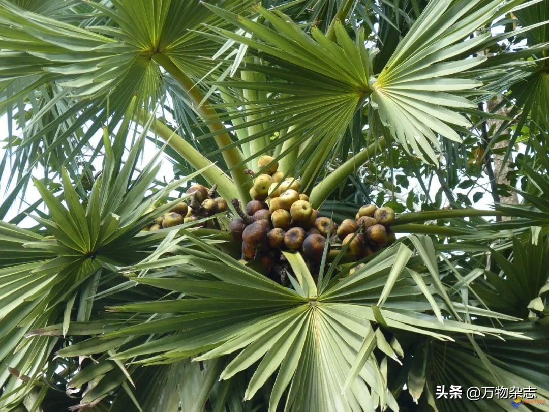 ��Ե�Ҭ����Ϊʲô�Ҳ���Ҭ֭��Ҭ����