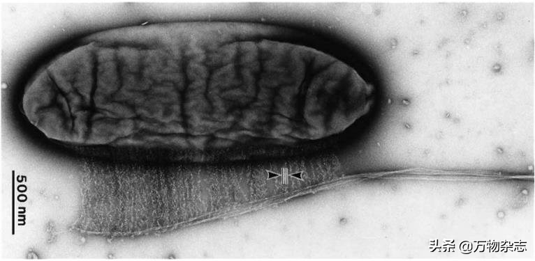 ��Ե�Ҭ����Ϊʲô�Ҳ���Ҭ֭��Ҭ����