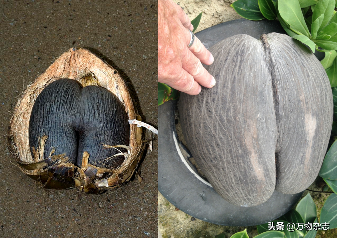 ��Ե�Ҭ����Ϊʲô�Ҳ���Ҭ֭��Ҭ����