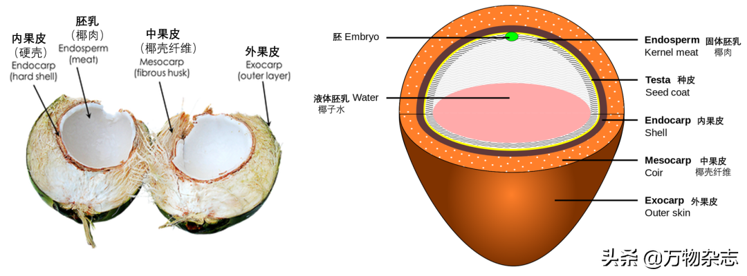 ��Ե�Ҭ����Ϊʲô�Ҳ���Ҭ֭��Ҭ����