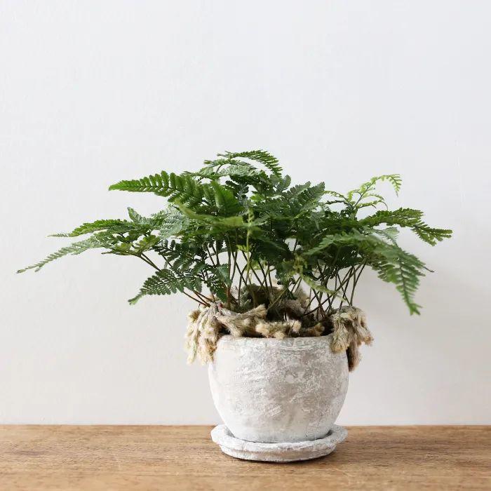 ���������������6��С��ֲ����Ѵ��ſ��ž����ۣ�������ָ��