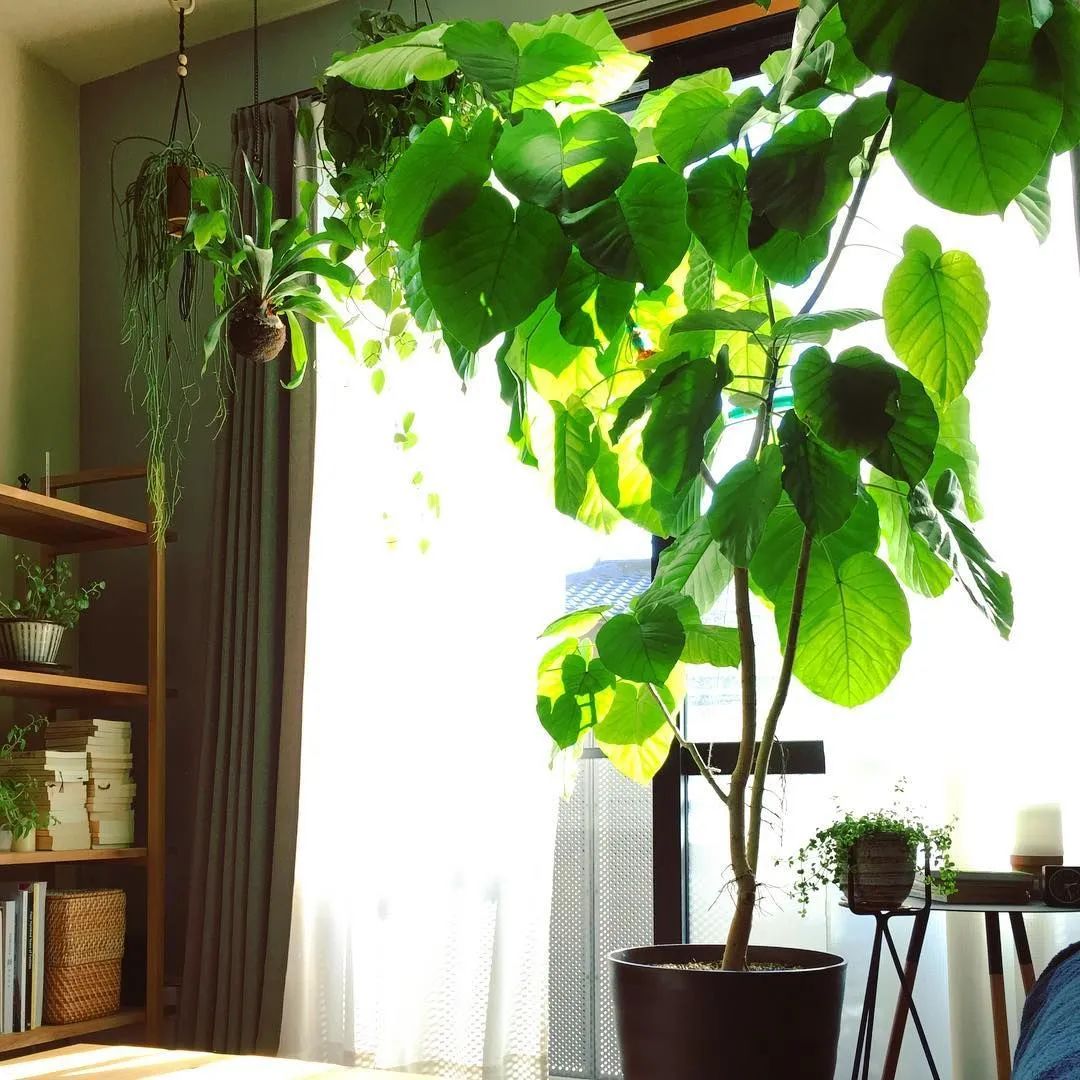 ���������������6��С��ֲ����Ѵ��ſ��ž����ۣ�������ָ��