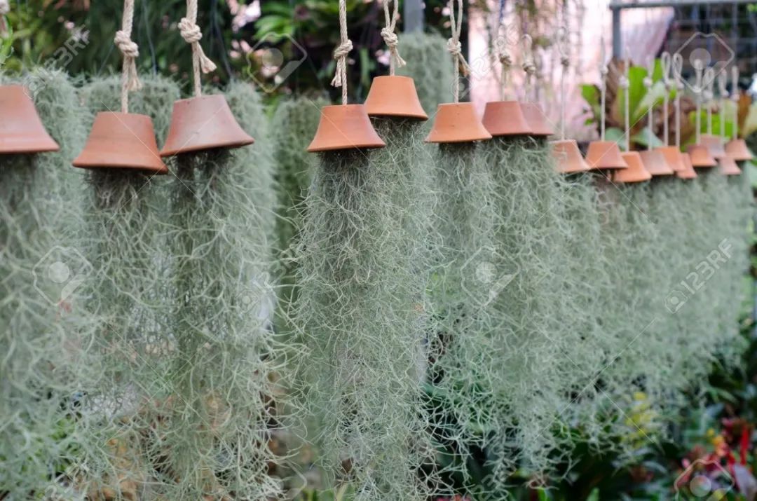 ���������������6��С��ֲ����Ѵ��ſ��ž����ۣ�������ָ��