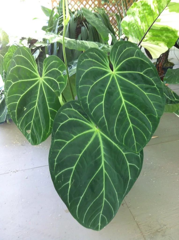 ���������������6��С��ֲ����Ѵ��ſ��ž����ۣ�������ָ��