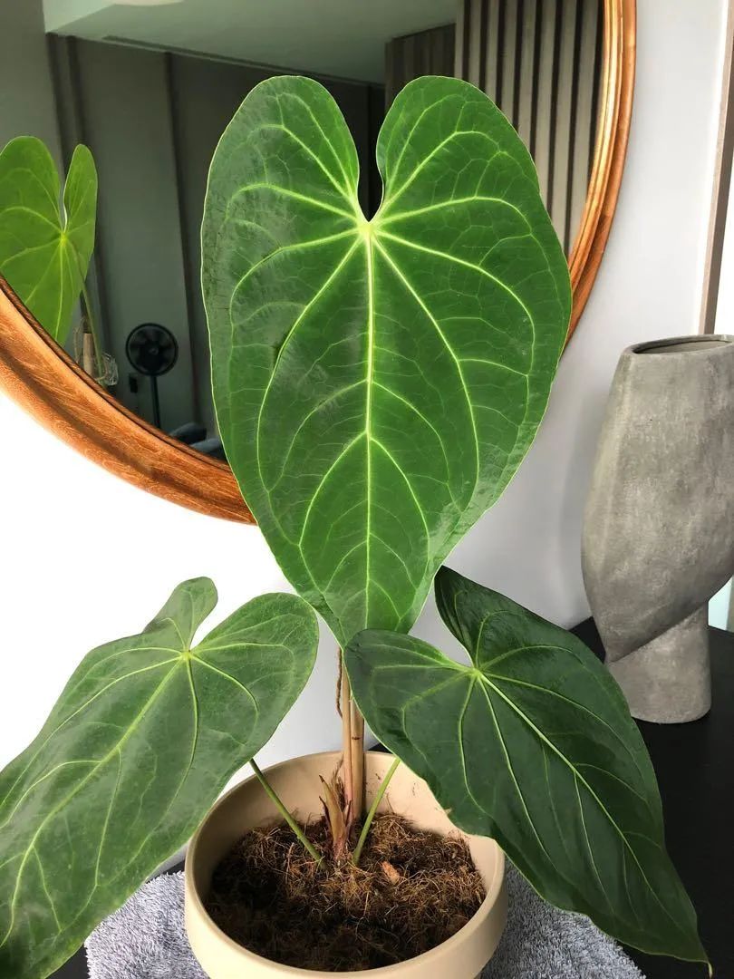 ���������������6��С��ֲ����Ѵ��ſ��ž����ۣ�������ָ��