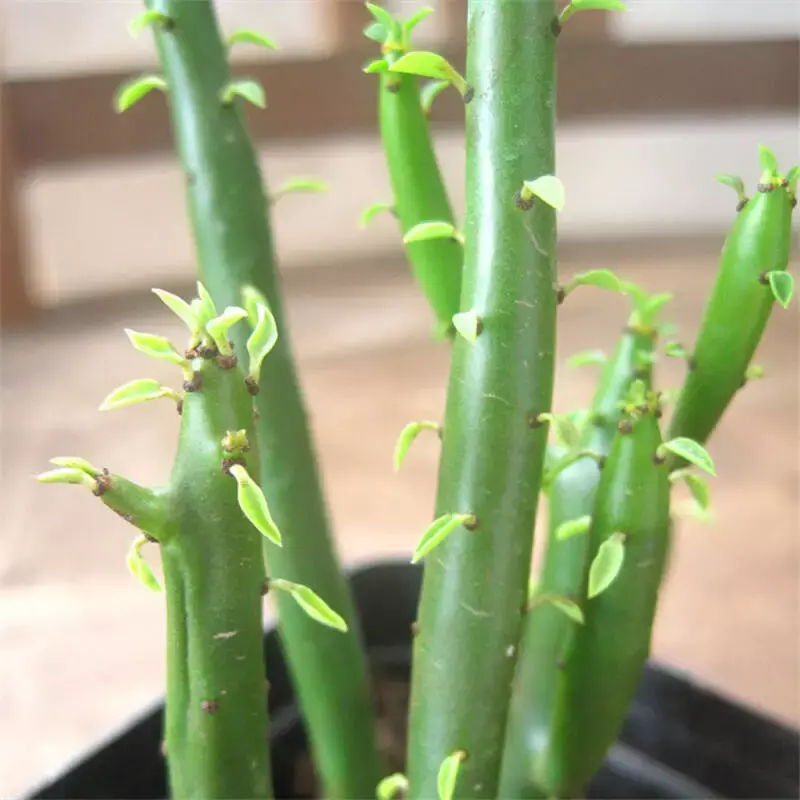 �ɻ����� | ������ά���Ϸ�̫��ʱ�䣿�������������˻�԰��